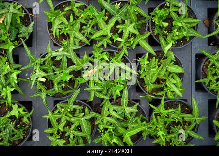 Foglie comuni di edera in pentole, Hedera helix Foto Stock