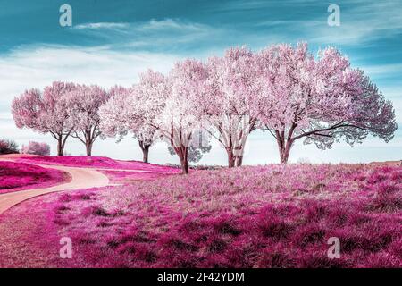 Bianchi alberi di pera Bradford in fiore in Texas, la primavera è scaturito. Colori a infrarossi Foto Stock