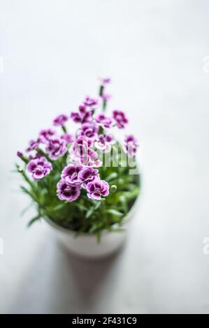 Piccoli fiori di dianto, chiamati baci rosa. Foto Stock