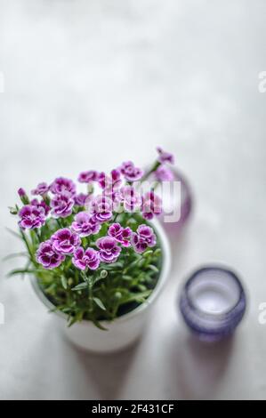 Piccoli fiori di dianto, chiamati baci rosa con portacandele. Foto Stock