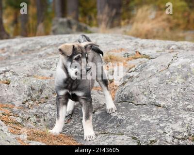 Un simpatico cane svedese di Elkhound su un Foto Stock