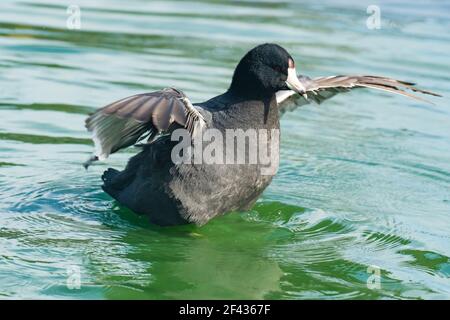 Il coot americano, conosciuto anche come gallina di fango o pouldeau, galleggia sull'acqua Foto Stock