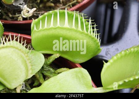 closeup di vasi venere fly trap piante. Foto Stock