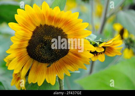 Un Nectar impollinante di ape di miele da un arancione e giallo Girasole Foto Stock