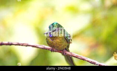 Sylph (Aglaiocercus colestris) dalla coda viola, colibrì arroccato su un ramo in un giardino a Mindo, Ecuador Foto Stock