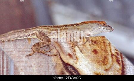 Anole marrone (Anolis sagrei) su una recinzione di legno a Fort Lauderdale, Florida, Stati Uniti Foto Stock