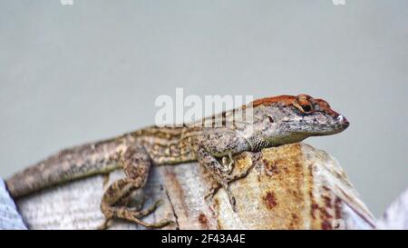 Anole marrone (Anolis sagrei) su una recinzione di legno a Fort Lauderdale, Florida, Stati Uniti Foto Stock