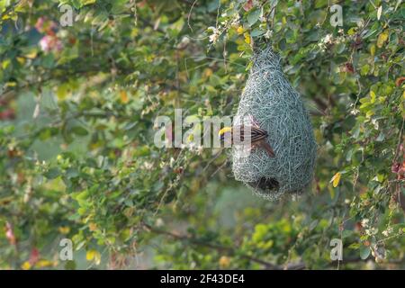 Il Baya weaver (Ploceus philippinus) è un weaverbird trovato attraverso il subcontinente indiano e del sud-est asiatico. Foto Stock