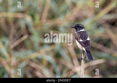 Il Siberiano stonechat o stonechat asiatici (Saxicola maurus) è un recentemente convalidato specie del vecchio mondo famiglia flycatcher (Muscicapidae). Foto Stock