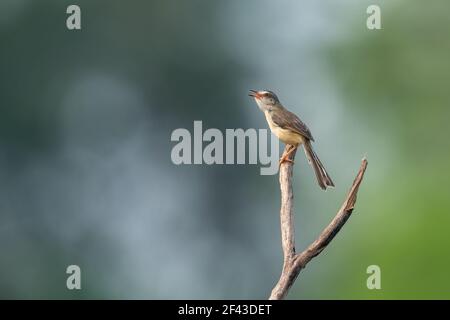 La pianura prinia, o la piana, o bianco-browed wren-trillo (Prinia inornata) è un piccolo trillo nella famiglia Cisticolidae. Foto Stock