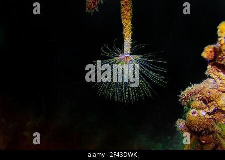 Fanworm mediterraneo - Sabella spallanzanii Foto Stock