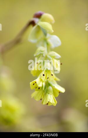 Primo piano del fiore di Spike Winterhazel (Corylopsis spicata) - North Carolina Arboretum, Asheville, North Carolina, USA Foto Stock