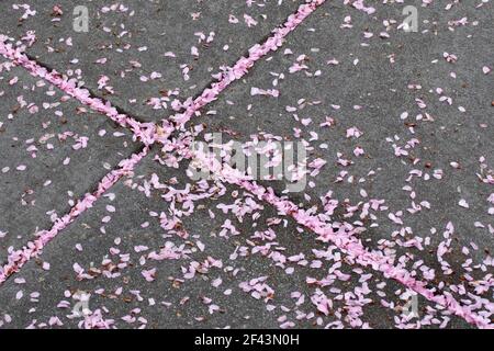 Petali rosa che riempiono il motivo trasversale astratto sul marciapiede - Asheville, Carolina del Nord, Stati Uniti Foto Stock