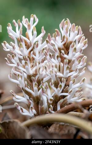 Primo piano di Allegheny Spurge fiori (Pachysandra procumbens) - Carolina del Nord Arboretum, Asheville, Carolina del Nord, Stati Uniti Foto Stock