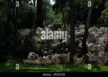 La banca è stata coperta in felci di Bracken (Pteridium esculentum) o Austral Bracken Fern, che ha catturato il sole lungo Mullum Mullum Creek Reserve. Foto Stock