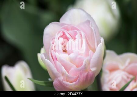 Dolce terry tulip Foxtrot su uno sfondo di fogliame verde Foto Stock