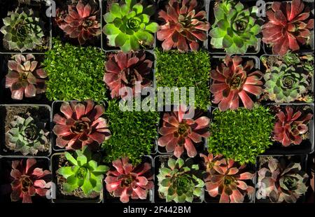 Una parete vivente di succulenti di echeveria di colori diversi in una decorazione decorativa del paesaggio urbano. Foto di succulenti sempreverdi su un soleggiato Foto Stock