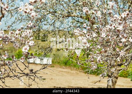 Albero di mandorle in fiore con alveari sullo sfondo Foto Stock