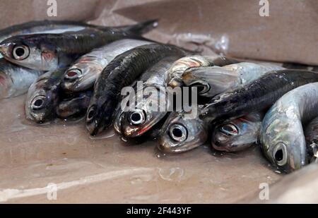 Acciughe su carta come sono comprate dal pescatore Foto Stock