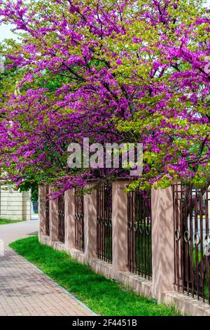 Cerci europei, o albero di Giuda, o scarlatto europeo. Primo piano di fiori rosa di Cercis siliquastrum. Cercis è un albero o arbusto, una specie del genu Foto Stock