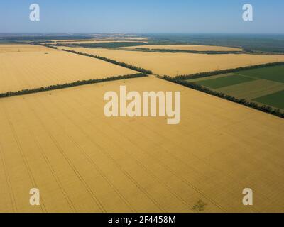Campi verdi e gialli dall'alto. Foto Stock
