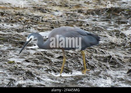 Heron bianco (Egretta novaehollandiae) Ardeidae sul fiume Camden Mudflats Foto Stock