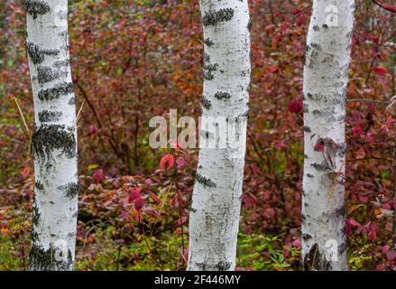 Corteccia bianca degli alberi di betulla nella foresta aan autunnale con foglie rosse. Foto Stock
