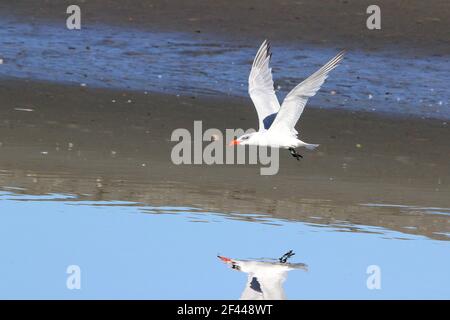 Terna caspian giovanile (Hydroprogne caspia) che sorvola l'acqua con riflessione Foto Stock