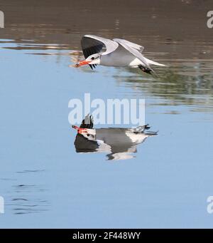 Terna caspian giovanile (Hydroprogne caspia) che sorvola l'acqua con riflessione Foto Stock