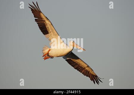 Americano bianco Pelican in volo (Pelecanus erythrorhynchos) Ding Darling NWR, Florida, Stati Uniti d'America BI001001 Foto Stock
