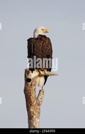 Aquila calva su albero morto (Haliaeetus leucocephalus) Viera Wetlands, florida, Stati Uniti BI001208 Foto Stock
