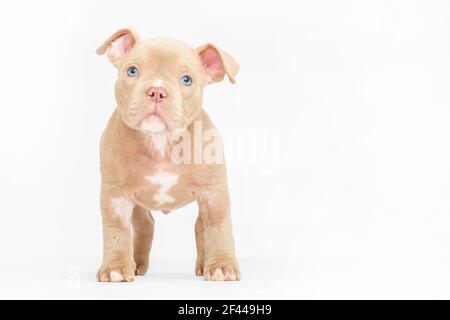 Carino cucciolo di bulldog americano tuly pitbull in studio con bianco sfondo Foto Stock