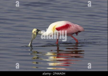 Roseatte Spoonbill Feeding (Ajaia ajaja) Ding Darling NWR, florida, USA BI001486 Foto Stock