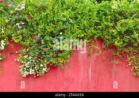 Fiori e piante di edera verde su vecchio muro di cemento colorato Foto Stock