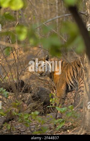 Wild tiger sul suo deer uccidere in secco habitat di latifoglie in Ranthambore riserva della tigre, India Foto Stock