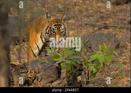 Wild tiger sul suo deer uccidere in secco habitat di latifoglie in Ranthambore riserva della tigre, India Foto Stock