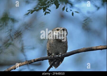 Avvistato Owlet, Athene brama, Ranthambore National Park, Wildlife Sanctuary, Ranthambhore, Sawai Madhopur, Rajasthan, India, Asia Foto Stock