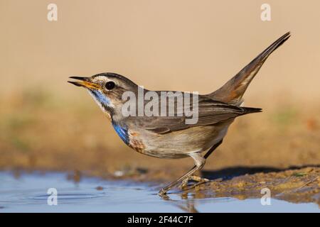 Maschio Blueghole (Luscinia svecica) vicino a una pozza d'acqua nel deserto, Wintering a Negev, israele fotografato in dicembre Foto Stock