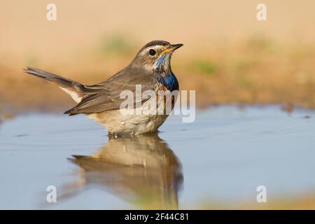 Maschio Blueghole (Luscinia svecica) vicino a una pozza d'acqua nel deserto, Wintering a Negev, israele fotografato in dicembre Foto Stock