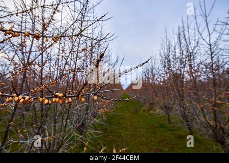 impianto di arbusti di fibbie marine in primavera Foto Stock