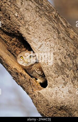 Avvistato Owlet Athene brama fissando da un buco dell'albero, Parco Nazionale di Ranthambore, Santuario della fauna selvatica, Ranthambhore, Sawai Madhopur, Rajasthan, India, Asia Foto Stock