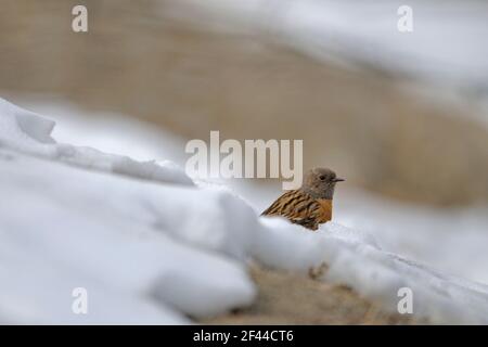 Robin al o Prunella rubeculoides nella neve, Parco Nazionale Hemis, alta quota, Ladakh, Jammu e Kashmir, Kashmir, India, Asia Foto Stock