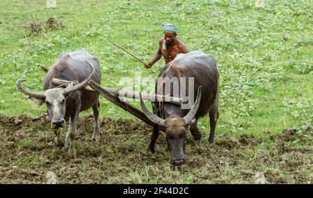 un contadino coltiva la sua terra con due bufali . Coltivatore che usa il campo di riso di aratura del bufalo. Foto Stock