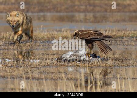 Golden Jackal (Canis aureus) e il falco di palude (Circus aeruginosus), mangiare un comune gru (grus grus). Fotografato nella Valle di Hula Israele Foto Stock