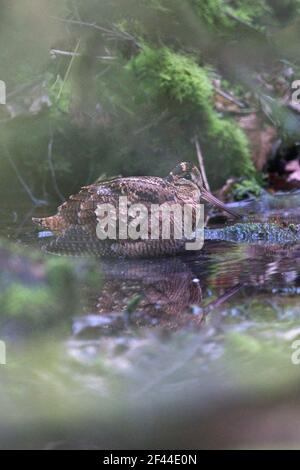 Eurasian Woodcock (Scolopax rusticola) in sottobosco Foto Stock