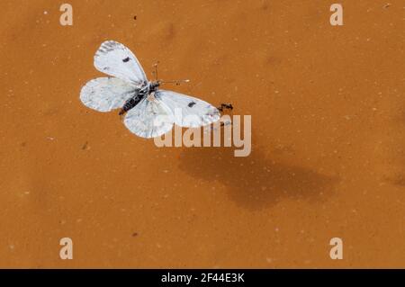 Un bianco grande morto o bianco cavolo (Pieris brassicae) La farfalla galleggia in una pozza d'acqua Foto Stock