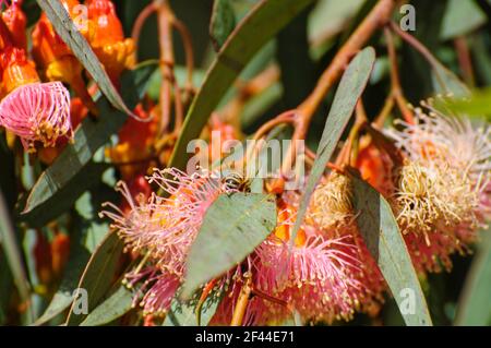 Un gruppo di fiori rossi / rosa, boccioli e foglie verdi grigie di Eucalipto torquata, comunemente noto come gomma di corallo o gomma di Coolgardie, è un albero endemico di W. Foto Stock