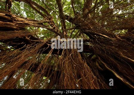 Le radici dell'albero di Banyan, l'albero di Ficus benghalensis, il parco nazionale di Ranthambore, il santuario della fauna selvatica, Ranthambhore, Sawai Madhopur, Rajasthan, India, Asia Foto Stock