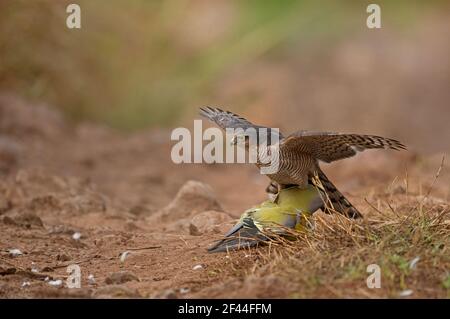 Femmina, Sparviero eurasiatico, Accipiter nisus, attaccando il piccione verde a piedi gialli, pista forestale, Ranthambore National Park, Wildlife Sanctuary, Ranthambhore, Sawai Madhopur, Rajasthan, India, Asia Foto Stock