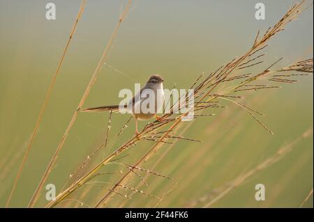 Warbler di wren bruno bianco, Warbler di wren pianura, Plain Prinia, Prinornata Prinornata, rosting su erba alta, Ranthambore National Park, Wildlife Sanctuary, Ranthambhore, Sawai Madhopur, Rajasthan, India, Asia Foto Stock